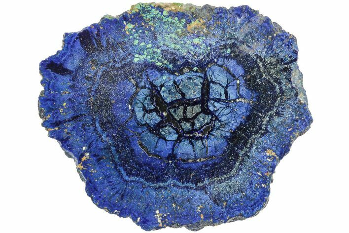 Vivid Blue, Cut/Polished Azurite & Malachite Nodule Slice #209494